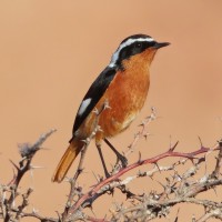 Colirrojo Diademado